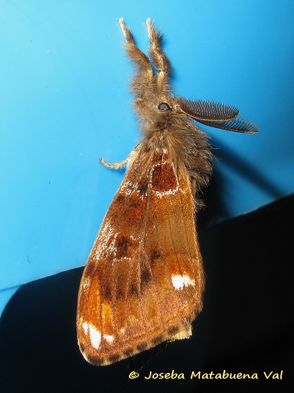 Orgyia (Clethrogyna) recens - Erebidae Lymantriinae